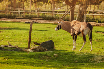 Oryx antelope with its large beautiful horns grazes on a green lawn in the rays of the warm sunset sun