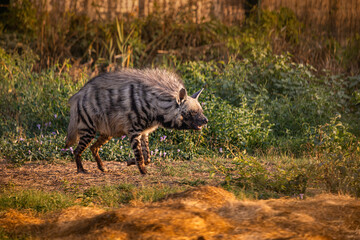 Een enge gestreepte hyena loopt door de savanne in de stralen van de ondergaande zon. Gevaarlijk roofdier en aaseter