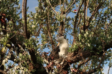 Cat Seeking Adventure