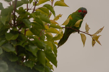 MUSK LORIKEET on pear tree