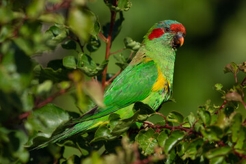 Musk Lorikeet in apricot tree Gawler