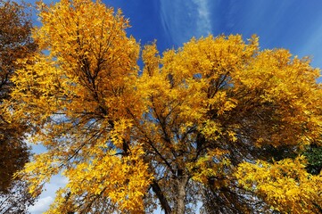 Fototapeta na wymiar autumn tree in golden
