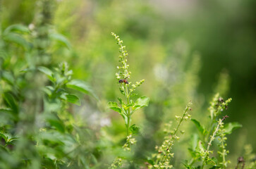 close up of a Holy basil 