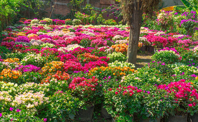 BUGANBILIAS flor, flor, rosa, huerta, naturaleza, primavera, fábrica, verano, morada, florecer, florecer, flora, color, petunia, floral, hojas, variopinto, floración, fábrica, ciclos, aparca
