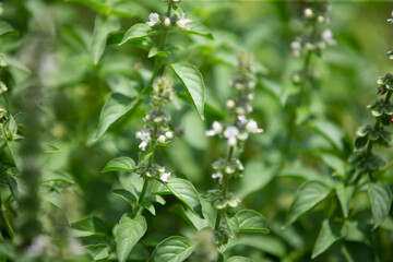 Fototapeta na wymiar Thai lemon Basil in the garden , The herb is grown primarily in northeastern Africa and southern Asia for its fragrant lemon scent, and is used in cooking