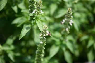 Thai lemon Basil  in the garden , The herb is grown primarily in northeastern Africa and southern Asia for its fragrant lemon scent, and is used in cooking