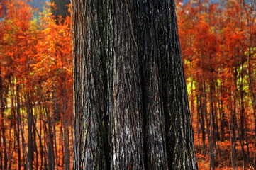 Tree trunk in autumn 