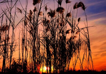 Reeds in the evening 