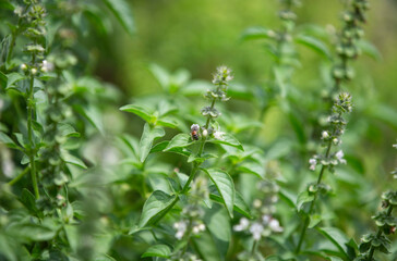Thai lemon Basil  in the garden , The herb is grown primarily in northeastern Africa and southern Asia for its fragrant lemon scent, and is used in cooking