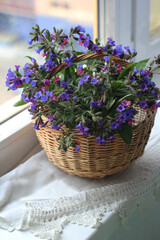Basket with wild blue - pink flowers. Lungwort. Light key.