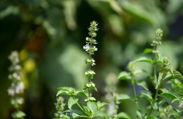 Thai lemon Basil  in the garden , The herb is grown primarily in northeastern Africa and southern Asia for its fragrant lemon scent, and is used in cooking