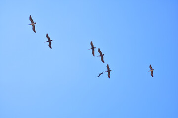 Pelicanos volando