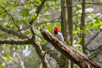 Red-headed Woodpecker, birds in spring in the park during nesting