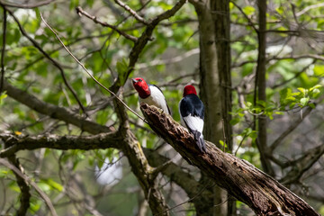 Red-headed Woodpecker, birds in spring in the park during nesting