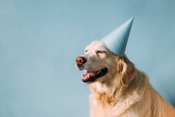 Labrador golden retriever dog celebrates birthday in a cap