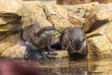 水辺で遊ぶ二匹の小さなカワウソ