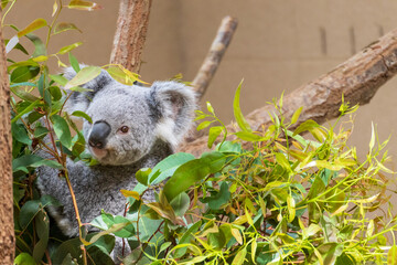 木に登るコアラ