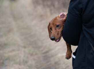 light brown dachshund with a wrapped ear in the arms of an impersonal person in dark clothes
