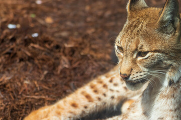 Obraz premium 太陽の光を浴びるヤマネコ