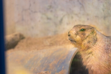 プレーリードッグの横顔