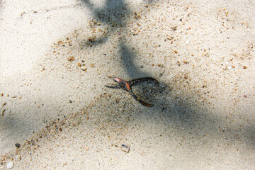Rusty steel pincer tool garbage on beach in Thailand travel island Koh Lipe with clear sand beach background landscape