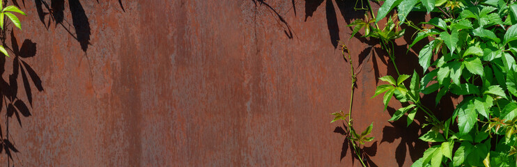 Wild Grapes Leaves with Hard Shadows from Sun and Old Rusty Metal Wall Surface for Background.