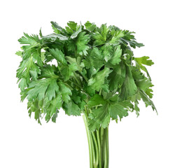 Fresh parsley on white background