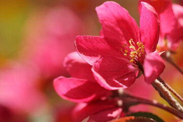 Obraz premium close up of pink flower