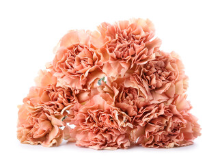 Beautiful carnation flowers on white background