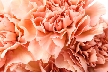 Beautiful carnation flowers on white background, closeup