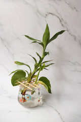 Home decor plant in water propagation. Water propagation for indoor plants. bamboo and money plant water propagation.