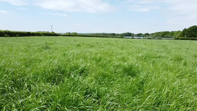 Low flying drone video of long grass in the middle of a farm in the english countryside