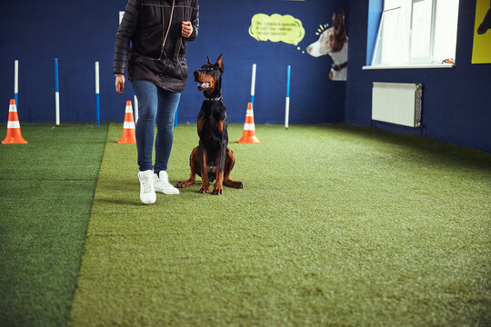 Obedient dog sitting by a trainer during the training session