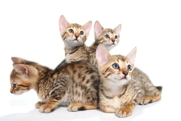 Four purebred fluffy kittens sit on a white isolated background