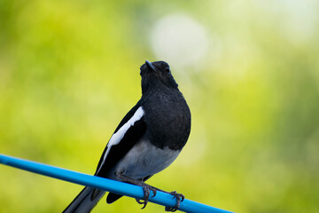 magpie-robin is a small passerine bird.
They are distinctive black and white birds with a long tail that is held upright as they forage on the ground 