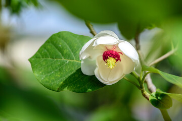 大山蓮華, オオヤマレンゲ