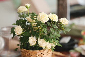 Beautiful white roses in pot, closeup