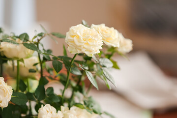 Beautiful white roses in pot, closeup