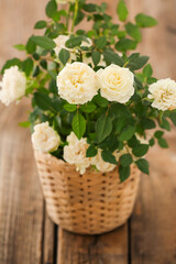 Naklejka na ściany i meble Beautiful white roses in pot on wooden background