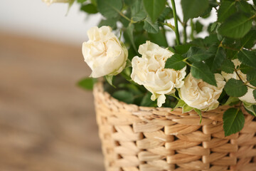 Beautiful white roses in pot, closeup