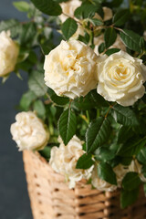 Beautiful white roses in pot on dark background, closeup