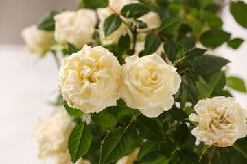 Obraz na płótnie Canvas Beautiful white roses in pot, closeup