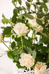 Beautiful white roses in pot on light background, closeup