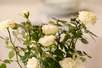Beautiful white roses in pot, closeup