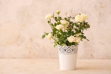Beautiful white roses in pot on light background