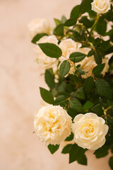 Obraz na płótnie Canvas Beautiful roses on light background, closeup