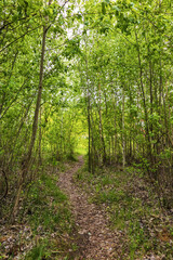 Forest path with old leaves