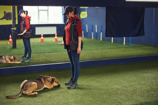 Handler using a hand signal during the obedience training
