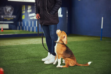 Beautiful young beagle undergoing the obedience training - Powered by Adobe