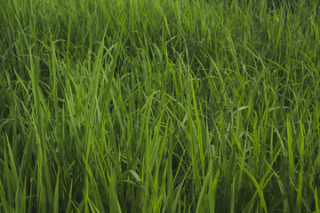 rice that is still young and has not produced fruit